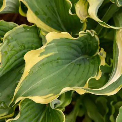 Shadowland® 'Voices in the Wind' Hosta