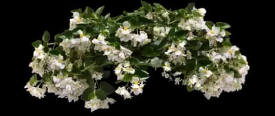 Hula White Begonia