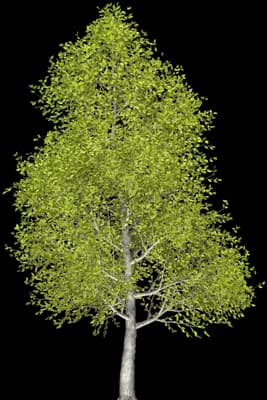 Japanese Hop-hornbeam