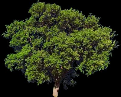 White Oak Tree