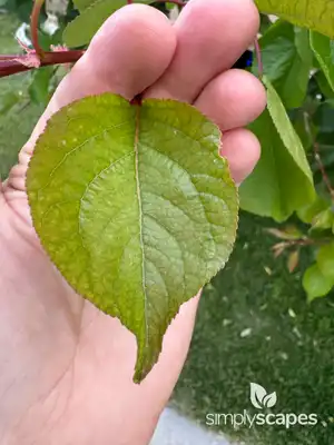 Apricot Tree (Prunus armeniaca)