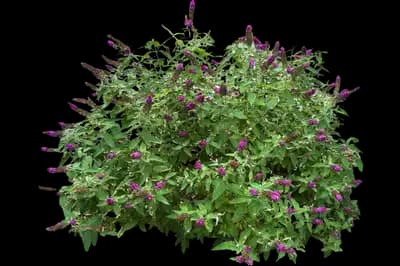 Miss Violet' Butterfly bush