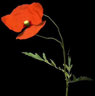 Field Poppy (Papaver dubium)
