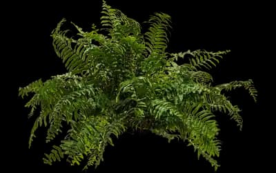 Macho™ Fern