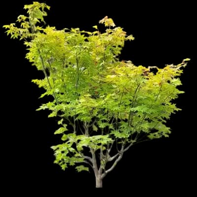 Japanese Maple 'Summer Gold'