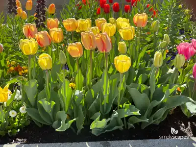 Tulip 'Beauty Of Spring'