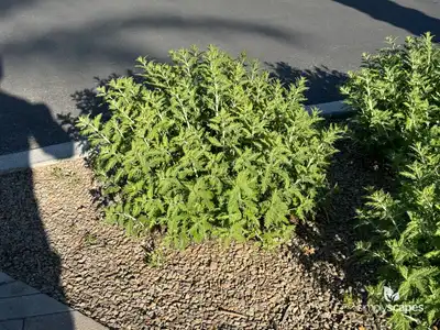 Russian Sage