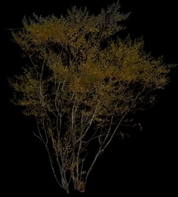 Creosote Bush