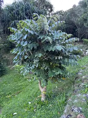 Pōkalakala