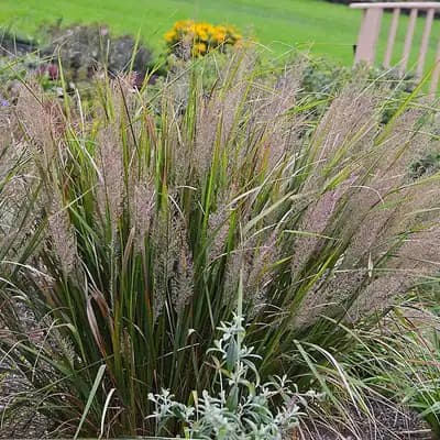 Caspian Korean Feather Reed Grass