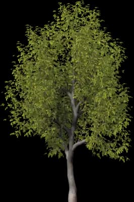 Oregon Ash