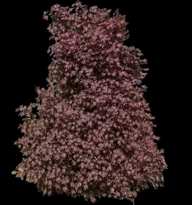 Crimson Sentry Norway Maple Tree