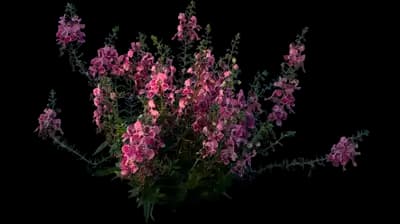 Orchid Pink Angelonia