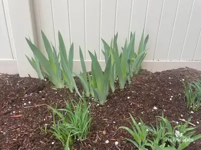 Iris
