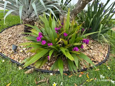 Chinese Ground Orchid
