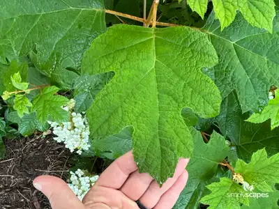 Oakleaf Hydrangea Shrub