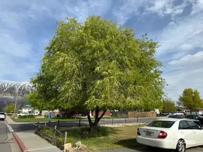 Siberian Elm