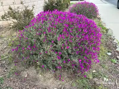 Trailing Ice Plant