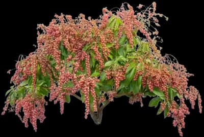 Valley Valentine Pieris