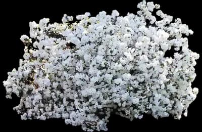 Delaware Valley White Azalea