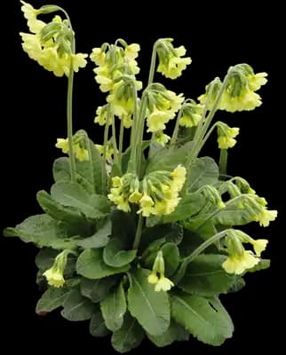 Cowslip