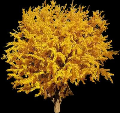 Ginkgo Tree