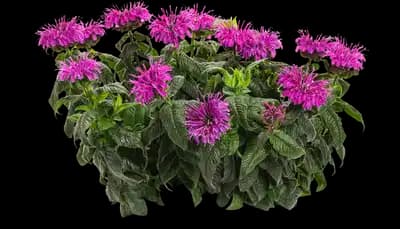 Leading Lady™ Plum Bee Balm