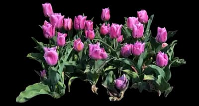 Tulip 'Synaeda Amor Triumph'