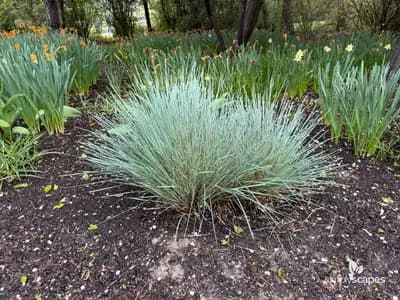 Blue Fescue Grass