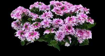 Vanessa™ Bic. Light Pink Verbena