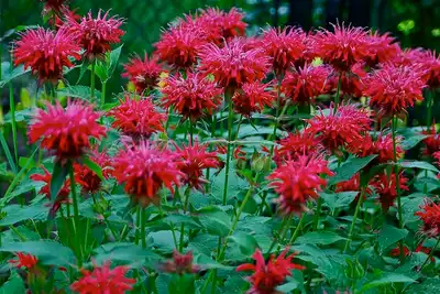 Scarlet Beebalm