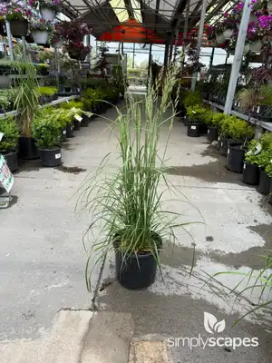 Feather Reed Grass