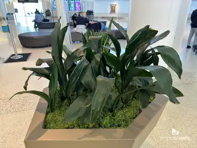 Cast Iron Plant