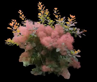 Grace Smoke Tree (Smokebush)