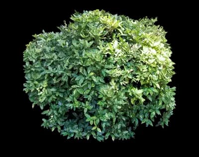 Japanese Gold Dust Aucuba Shrub