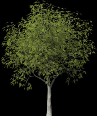 Little Walnut Tree
