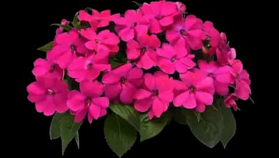 Solarscape® XL Pink Jewel Interspecific Impatiens