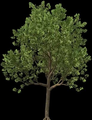 Downy Oak