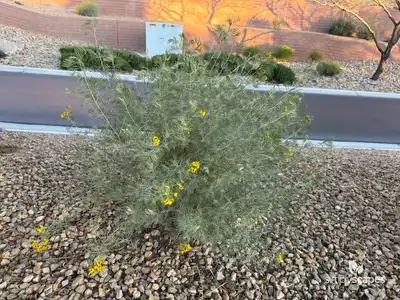 Silver Mimosa