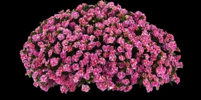 MiniFamous® Neo Funtopia Pink Calibrachoa
