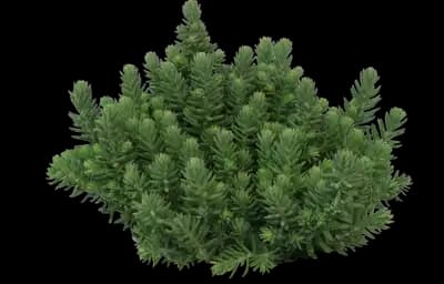 Blue Surge™ Stonecrop