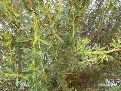 Scotch Broom Plant
