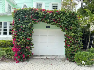 Bougainvillea