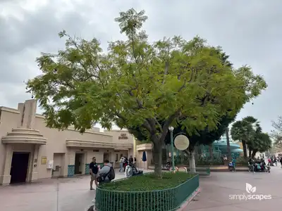 Jacaranda Tree