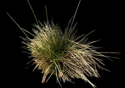 Goldenhange Tufted Hairgrass