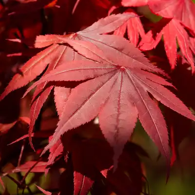Emperor I® Japanese Maple Tree