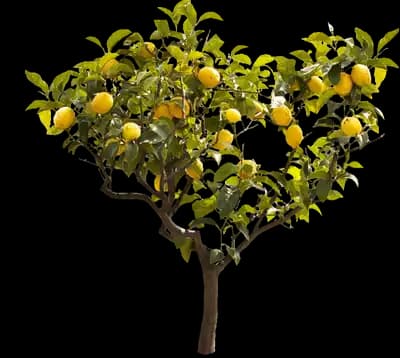 Bearss Lemon Tree