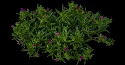 Ocean Sunset™ Violet Ice Plant