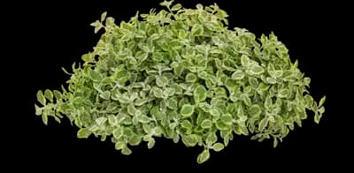 Licorice Splash Licorice Plant