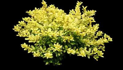 Brass Buckle Japanese holly
